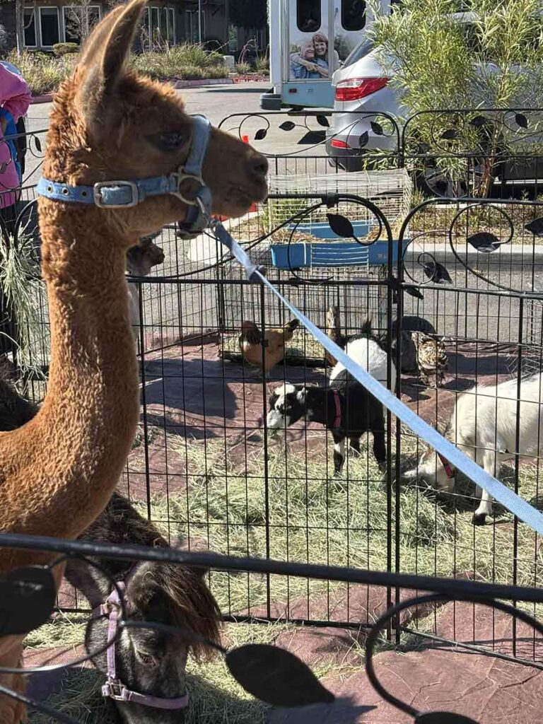 A brown alpaca on a leash stands in front of a pen with goats and a small pony eating hay; a street with parked cars and a bus is visible in the background.
